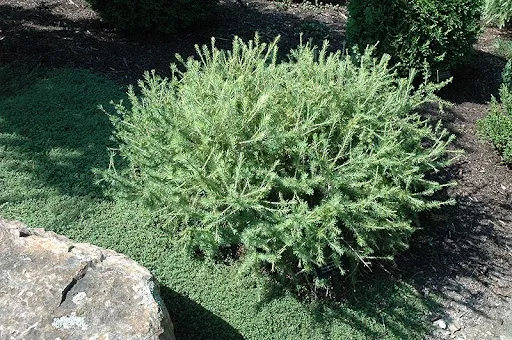 Larch: 'Prag' - 3 Gal (IS)