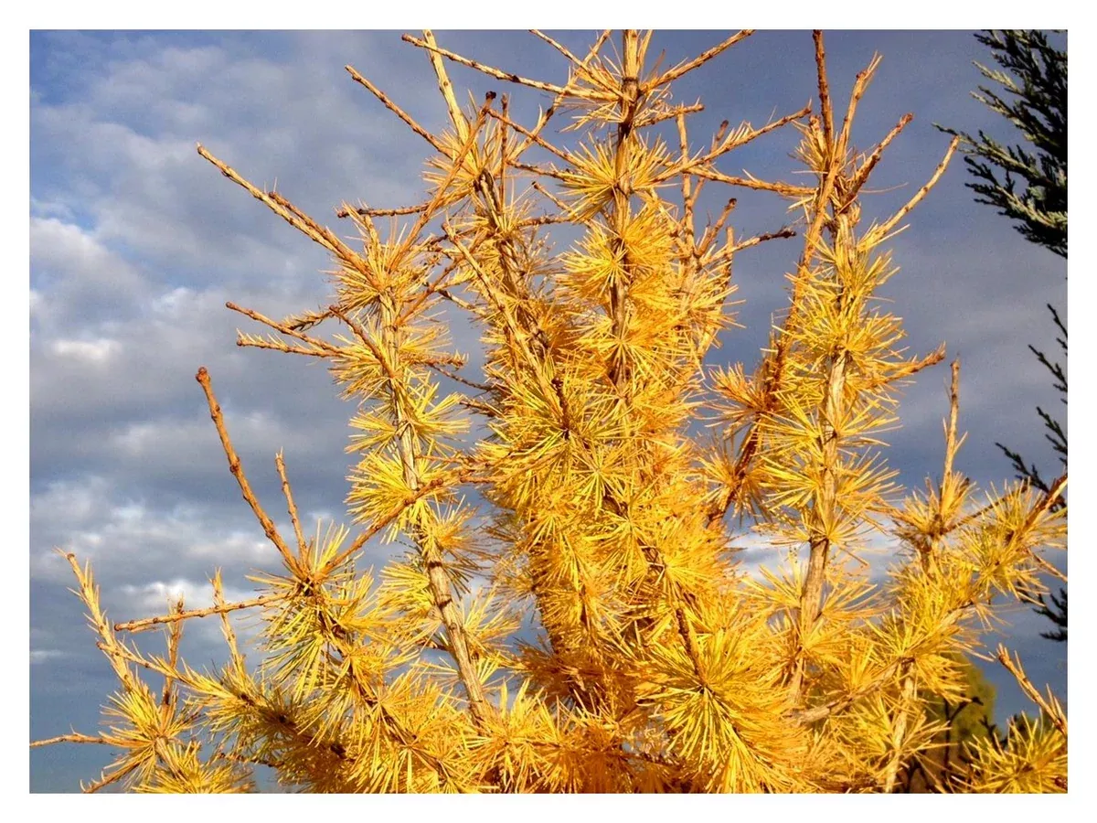 larch-siberian-5-gal-bl Larch:'Siberian' - 5 Gal (Bl)