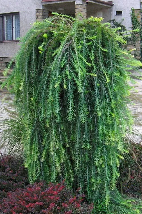 larch-weeping-puli-10-gal-is Larch Weeping: 'Puli' - 10 Gal (IS)