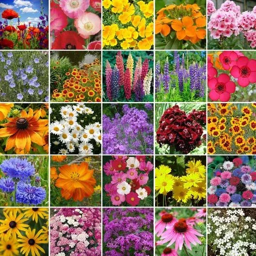 large-bag-northeast-region-wildflowers Large Bag Northeast Region Wildflowers