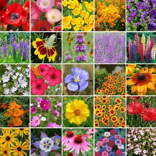 large-bag-western-region-wildflowers Large Bag Western Region Wildflowers