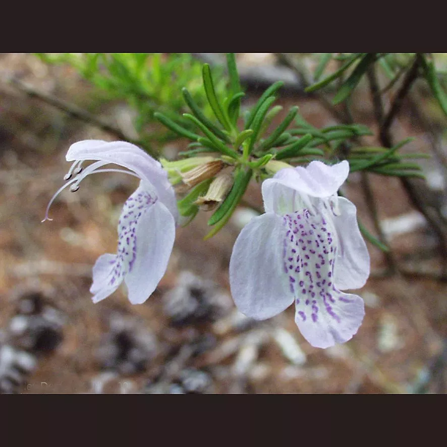 large-flowered-false-rosemary Large-Flowered False Rosemary