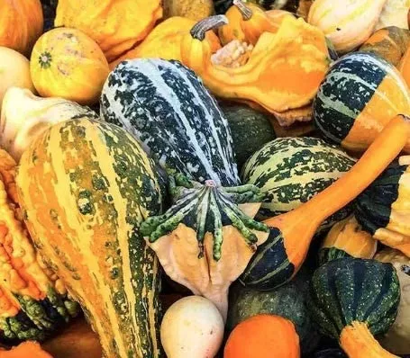 large-gourd-mix Large Gourd Mix