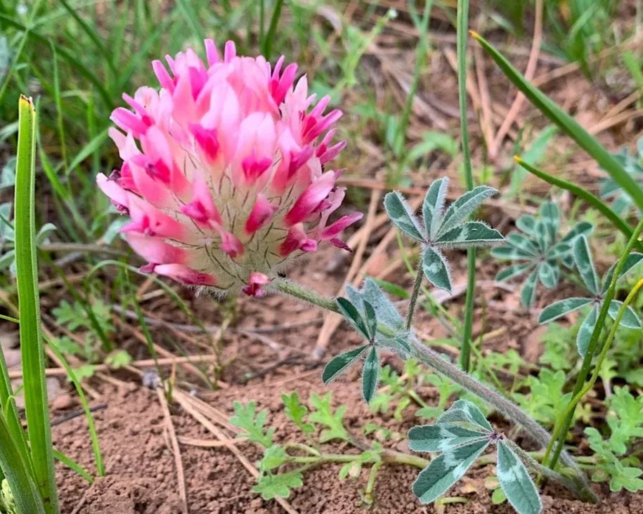 large-headed-clover-seeds-trifolium-macrocephalum Large-Headed Clover Seeds (Trifolium macrocephalum)