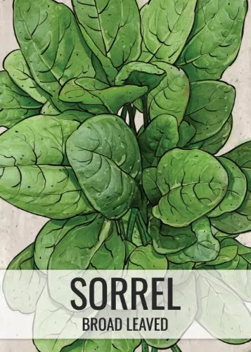 large-leaf-sorrel-seeds-planting-rumex-acetosa Large Leaf Sorrel Seeds For Planting (Rumex acetosa)