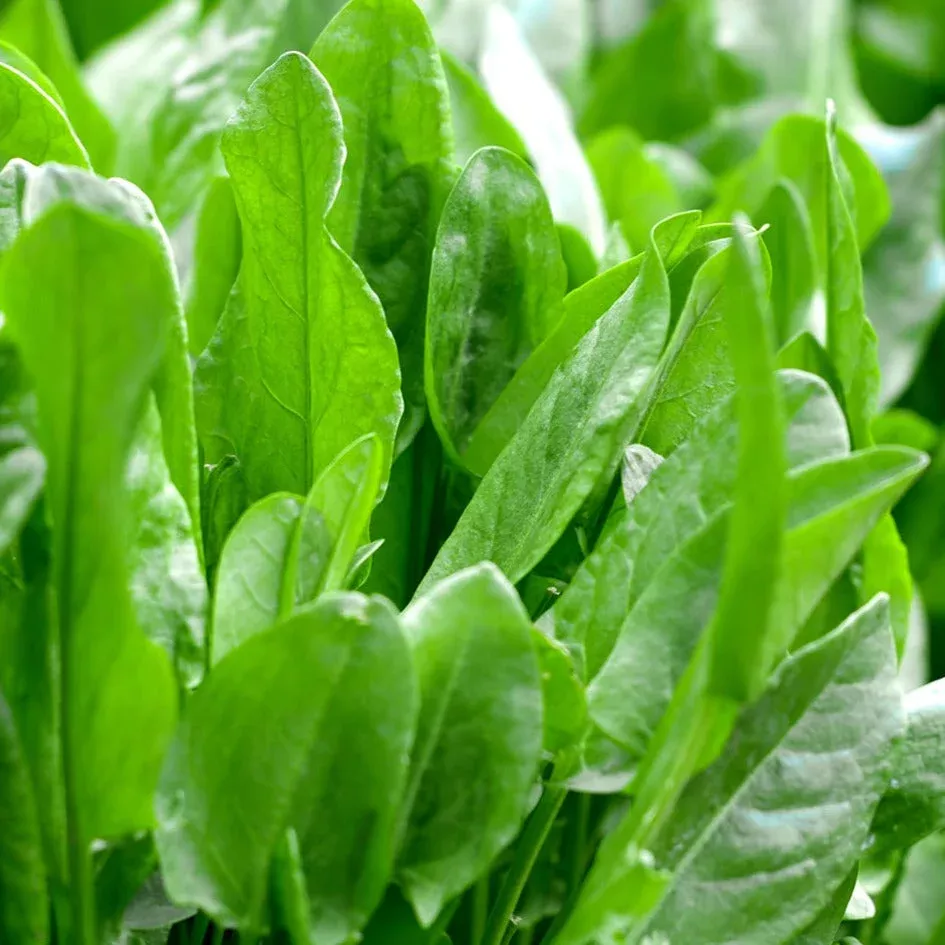 large-leaf-sorrel Large Leaf Sorrel