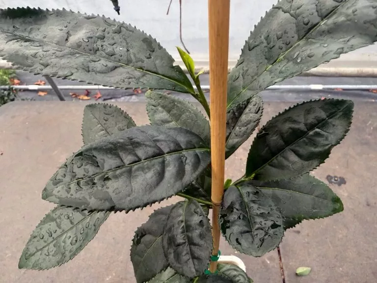 large-leaf-tea Large Leaf Tea