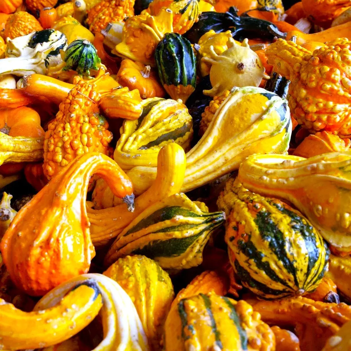 large-mix-ornamental-gourd Large Mix Ornamental Gourd
