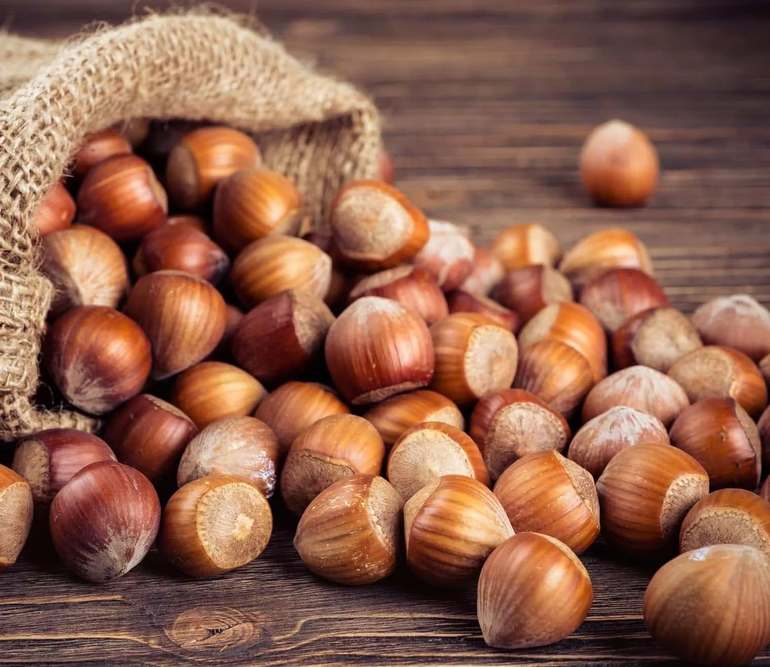 large-oregon-hazelnuts-in-shell-5-pounds Large Oregon Hazelnuts in Shell (5 Pounds)