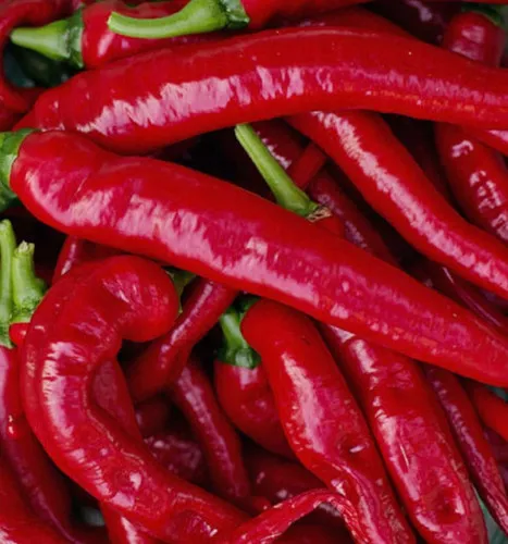 large-red-thick-cayenne Large Red Thick Cayenne