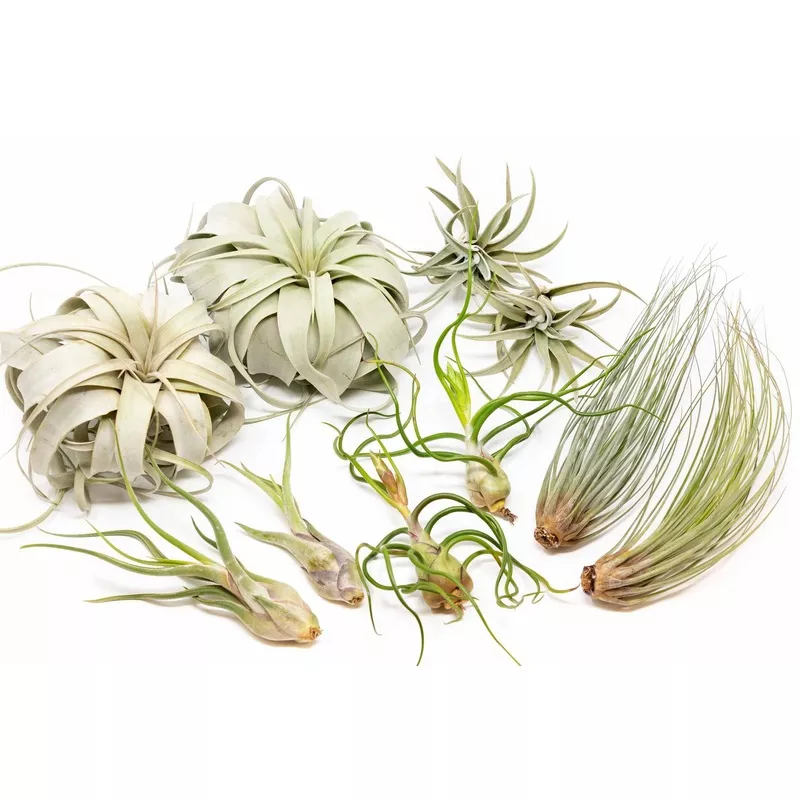 large-tillandsia-air-plant-variety-set-10-15-or-20-40-off Large Tillandsia Air Plant Variety – Set of 10, 15, or 20 – 40% Off