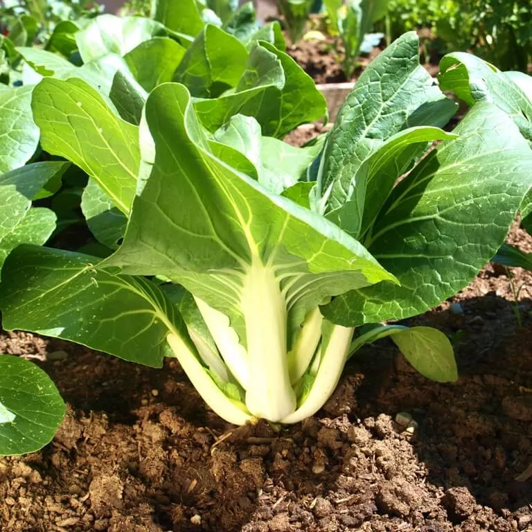 large-white-stem-bok-choy Large White Stem Bok Choy
