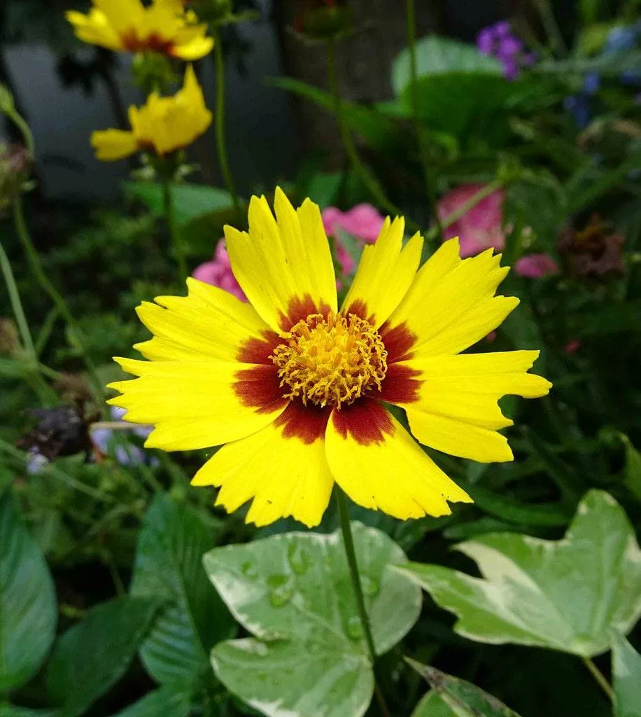 Largeflower Tickseed 'Heliot'