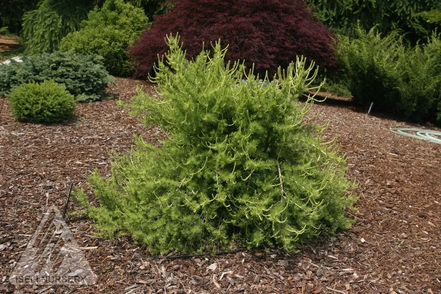 larix-prag Larix 'Prag'