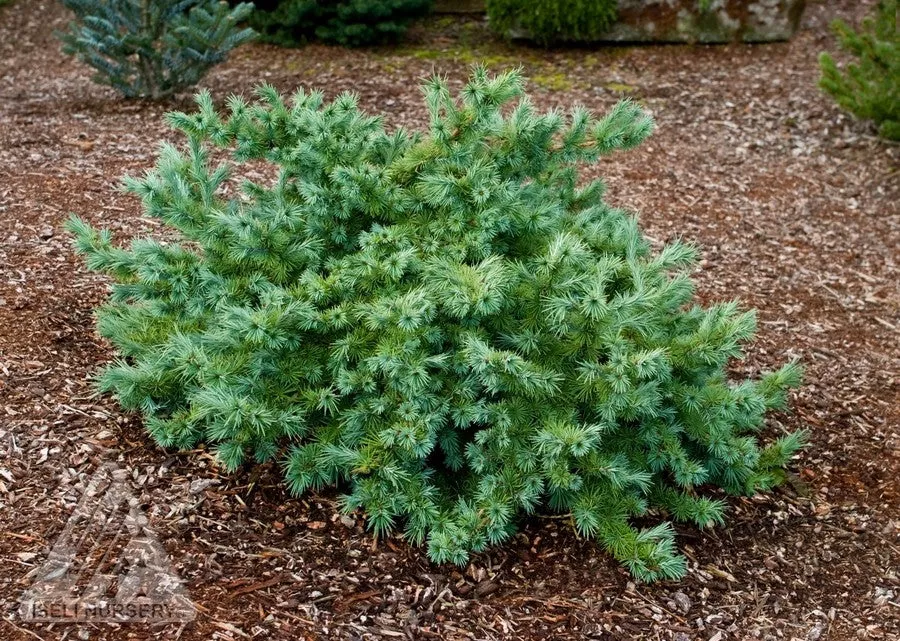 Larix 'Wolterdingen'