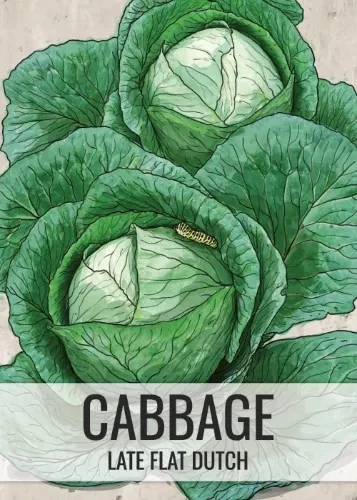 late-flat-dutch-cabbage-seeds-planting-brassica-oleracea Late Flat Dutch Cabbage Seeds For Planting (Brassica oleracea)