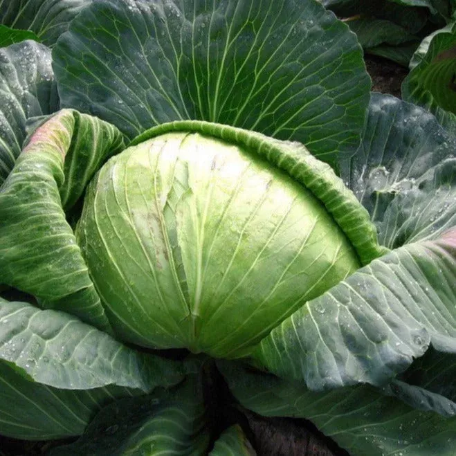 late-flat-dutch-cabbage Late Flat Dutch Cabbage