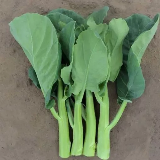 late-jade-chinese-broccoli-seeds Late Jade Chinese Broccoli Seeds