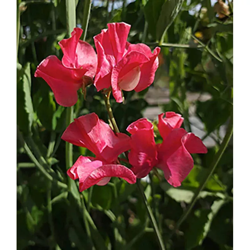 Lathyrus odoratus – Watermelon