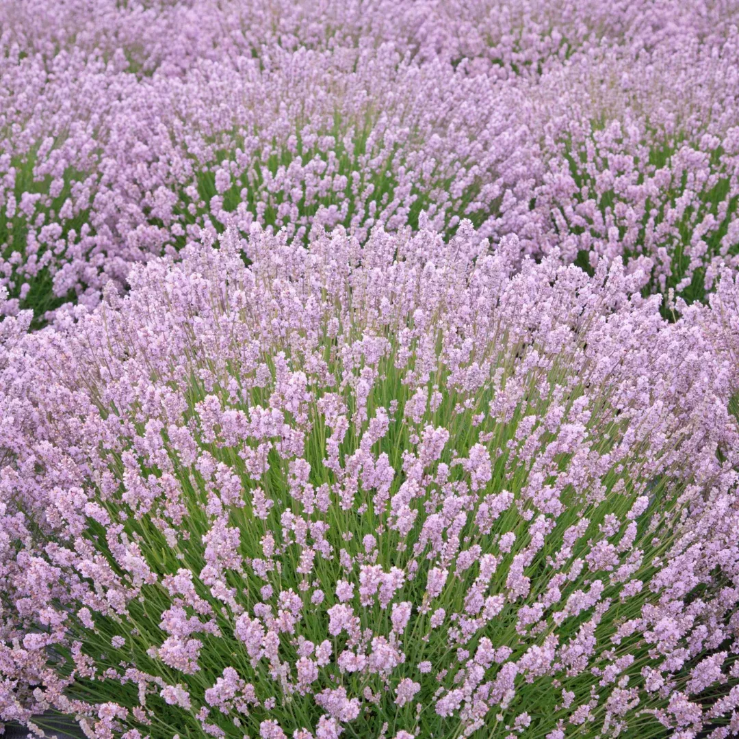 Lavandula 'Ellagance Pink'