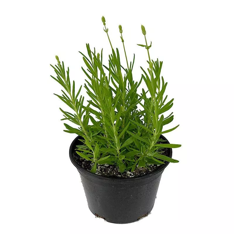 Lavandula 'Ellagance Snow'