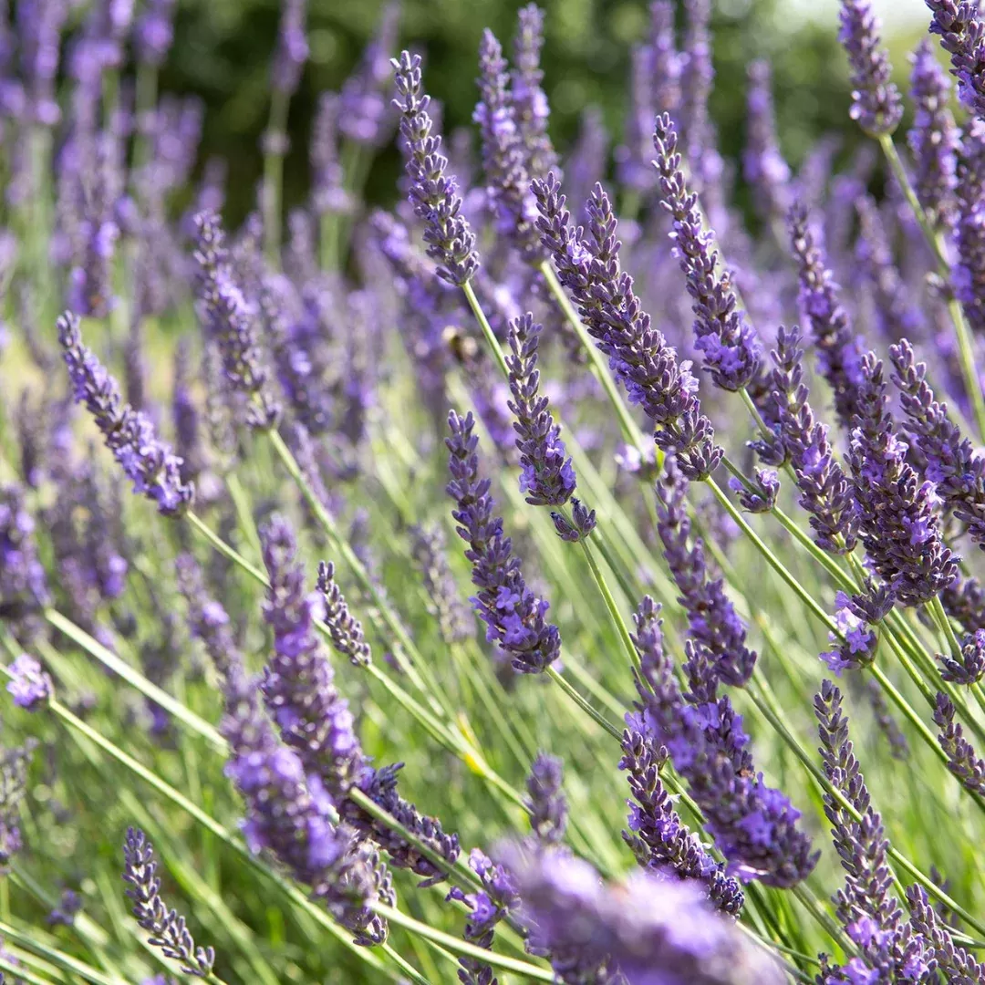 Lavandula 'Grosso'