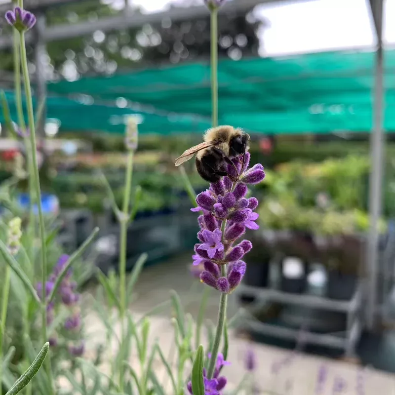 Lavandula 'Hidcote Blue'