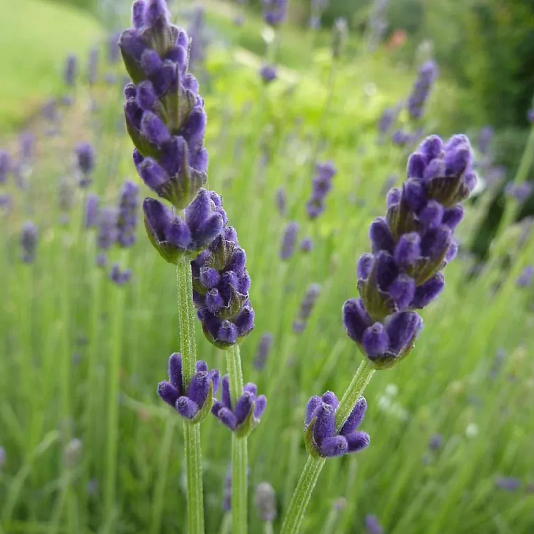 Lavandula 'Hidcote Superior'