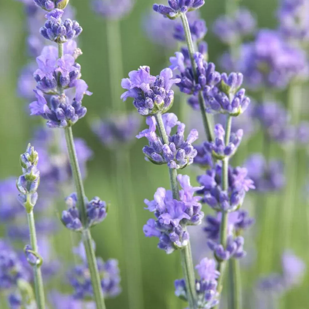 Lavandula 'Munstead'