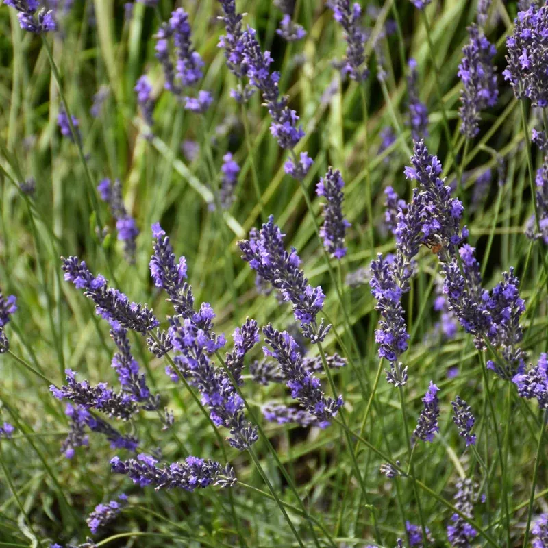 Lavandula 'Phenomenal'