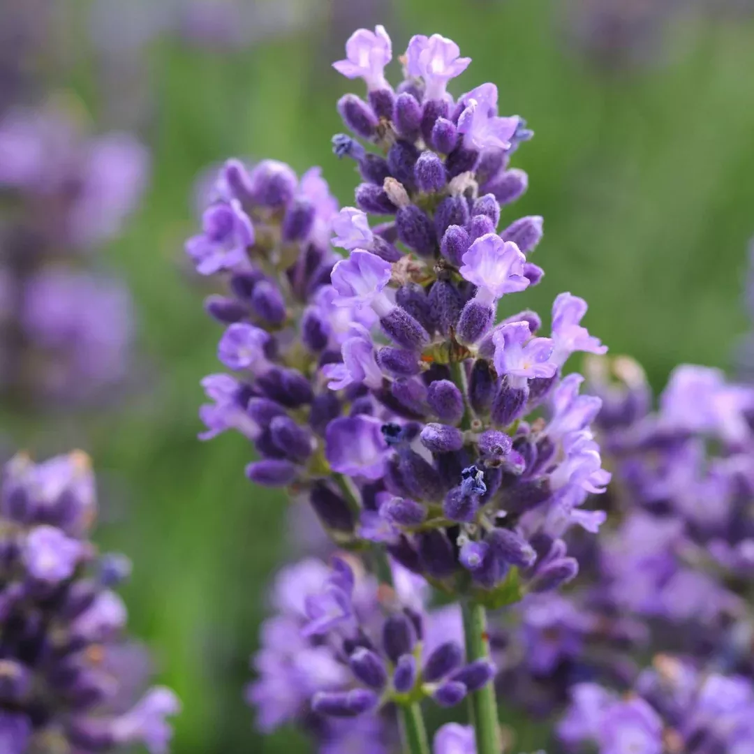 Lavandula 'Super Blue'