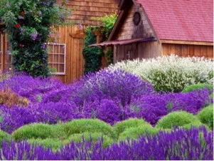 lavender-ellagance-purple Lavender, Ellagance Purple