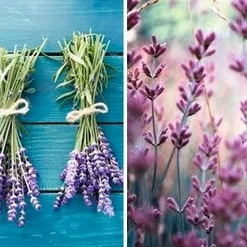 lavender-english-flower-seeds Lavender, English Flower seeds