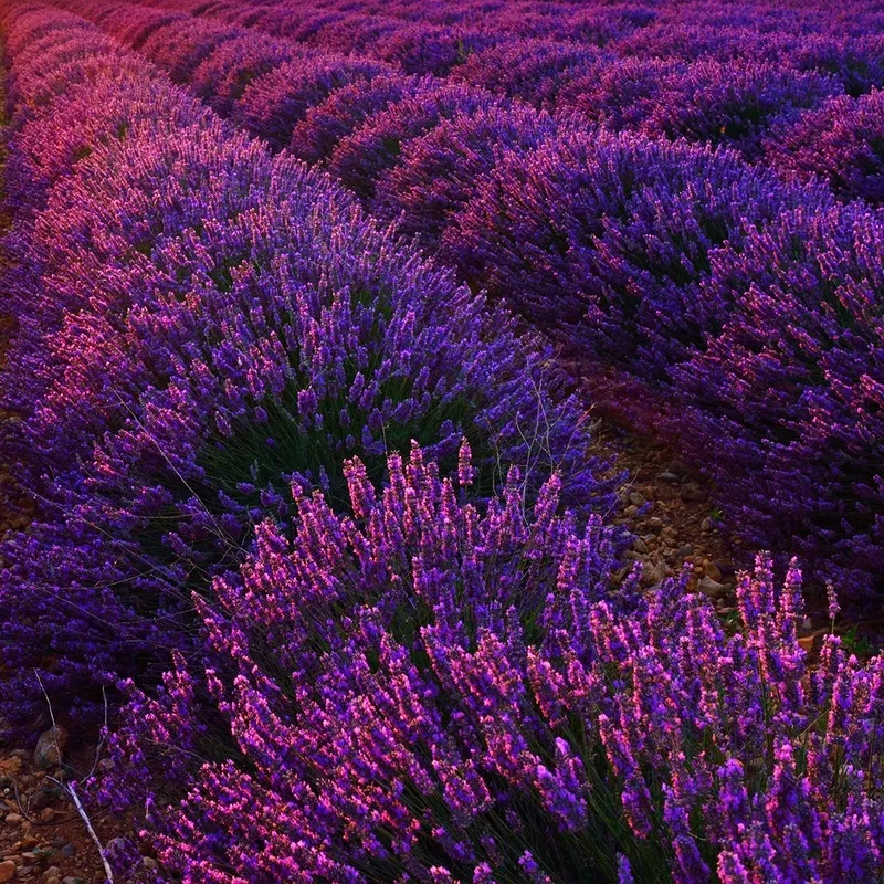 lavender-grosso Lavender 'Grosso'
