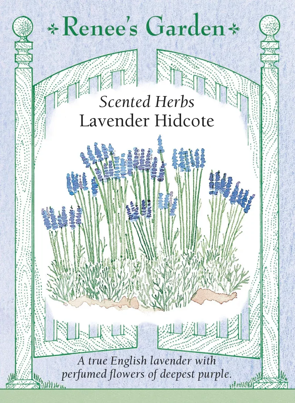 Lavender, Hidcote