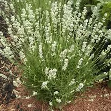 Lavender: 'La Diva Spirit White' - 5.5"