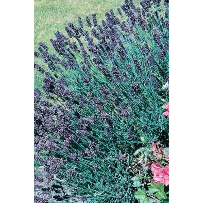 lavender-munstead Lavender, Munstead