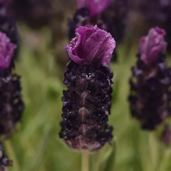 lavender-spanish-bandera Lavender 'Spanish Bandera'