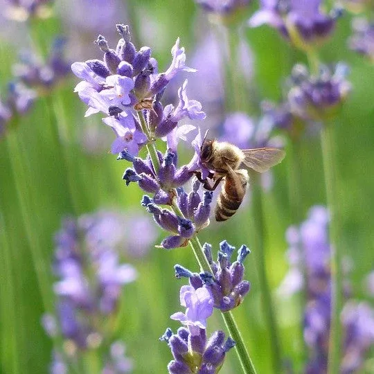 lavender-vera-flower-seeds Lavender, Vera Flower seeds