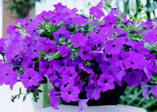lavender-wave-petunia-seeds Lavender Wave Petunia Seeds