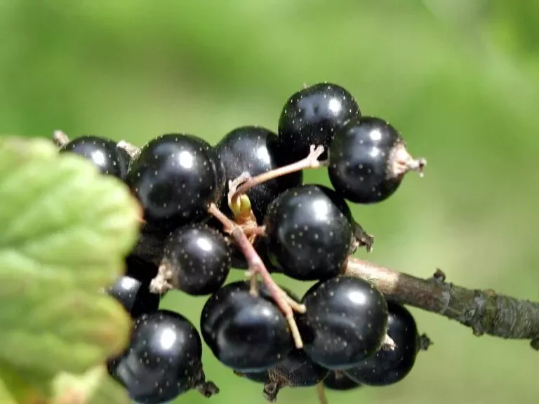 laxton-s-giant-black-currant Laxton’s Giant Black Currant