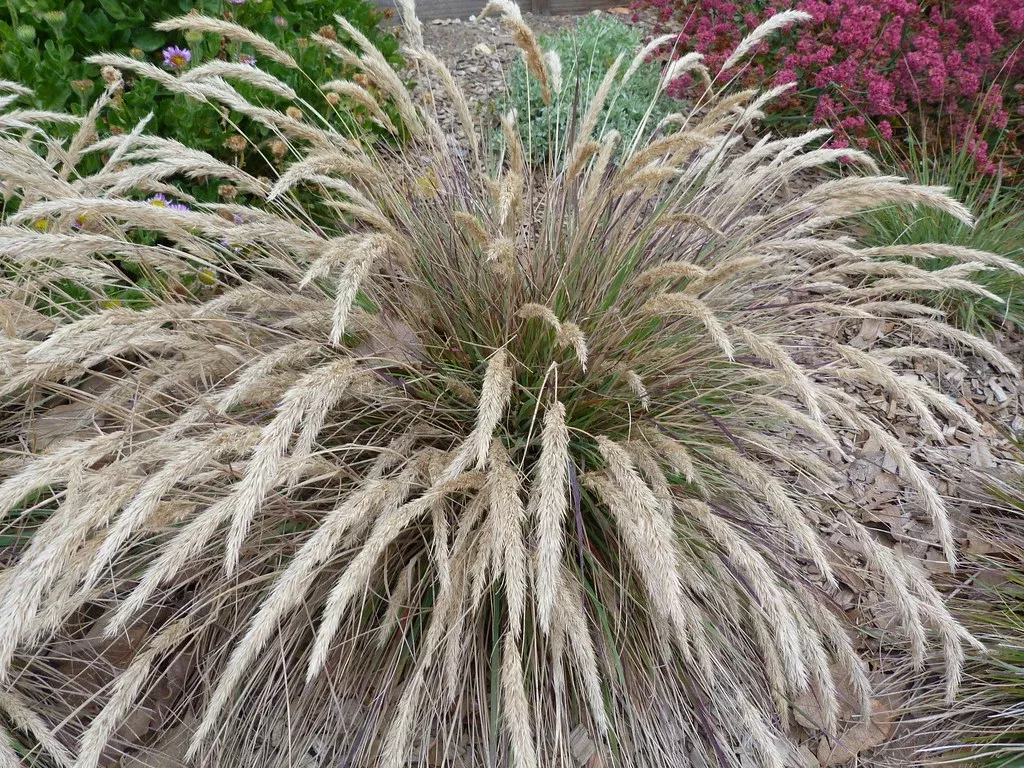Leafy Reed Grass