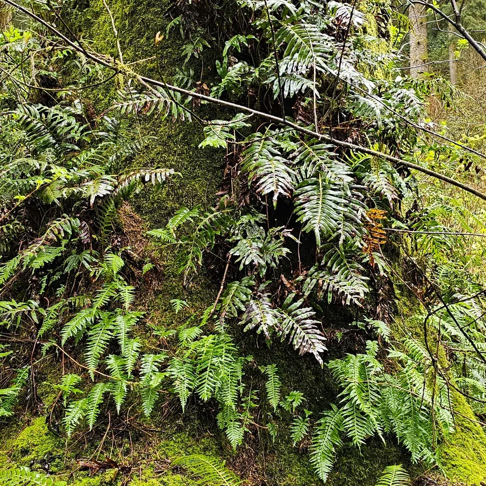 leather-leaf-fern Leather-leaf Fern