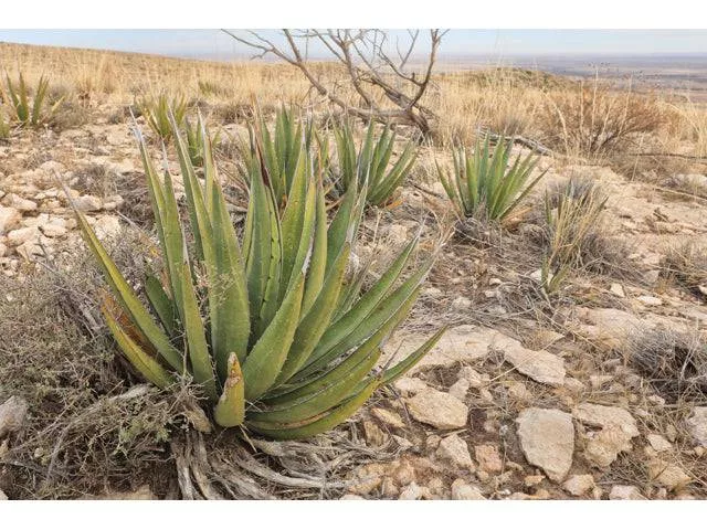 Lechuguilla Agave