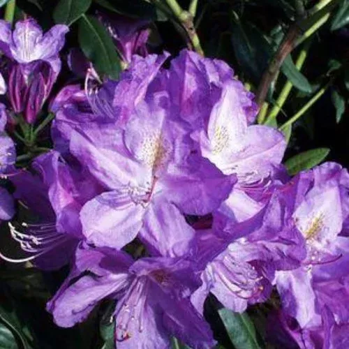 lee-s-dark-purple-rhododendron Lee’s Dark Purple Rhododendron