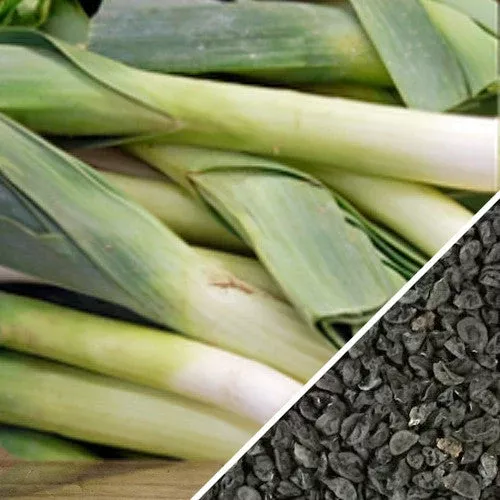 Leek - Giant Musselburgh seeds
