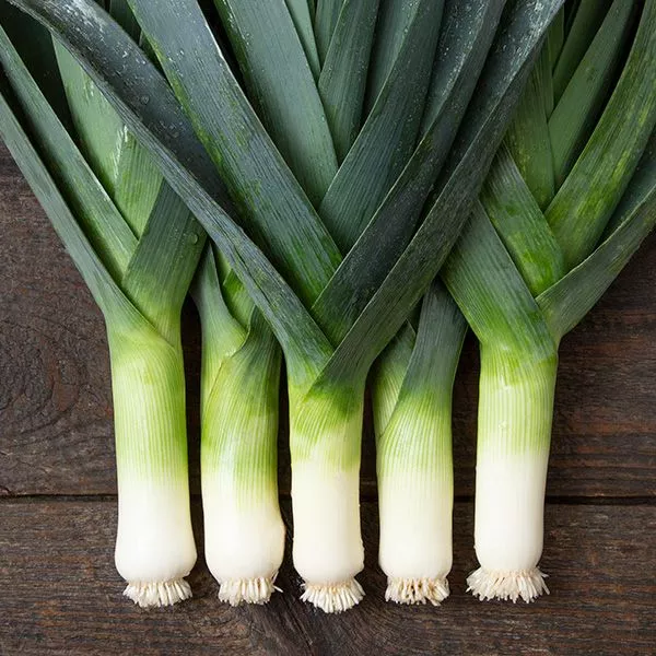Leek: Tadorna