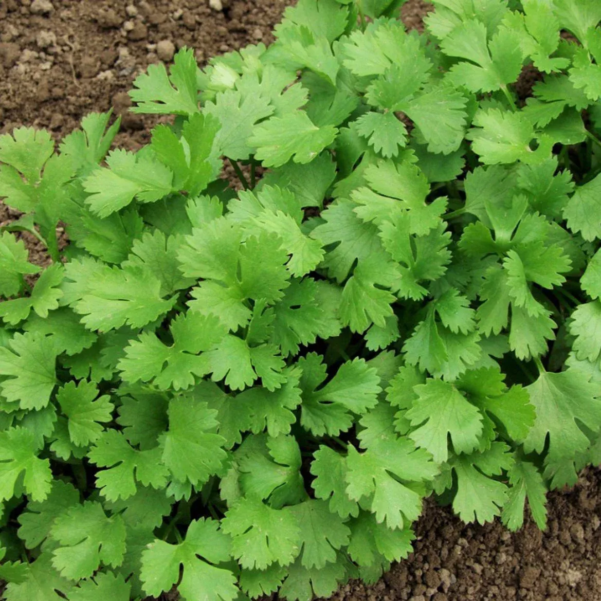 leisure-cilantro Leisure Cilantro