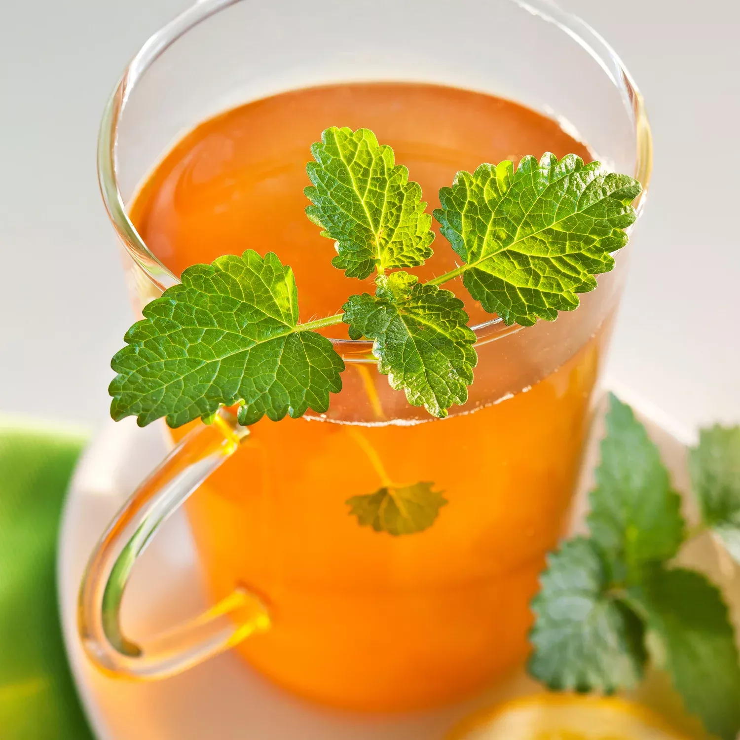 Lemon Balm (2 Pack)
