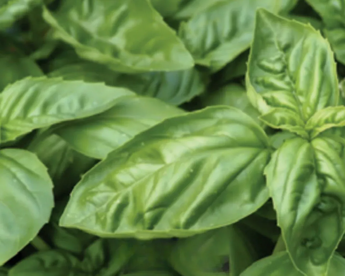 lemon-basil-seeds Lemon Basil Seeds
